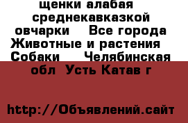 щенки алабая ( среднекавказкой овчарки) - Все города Животные и растения » Собаки   . Челябинская обл.,Усть-Катав г.